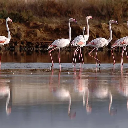 Апартаменты Sweet Chill Out Тавира